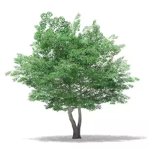 Tulip Tree 3D Model 7m