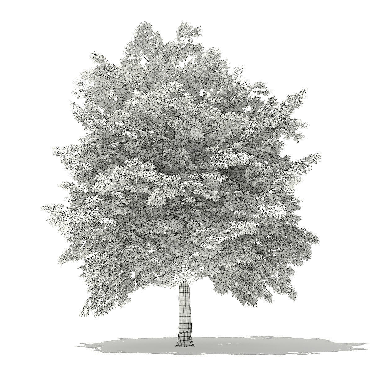 Tulip Tree 3D Model 7m 3D model_1