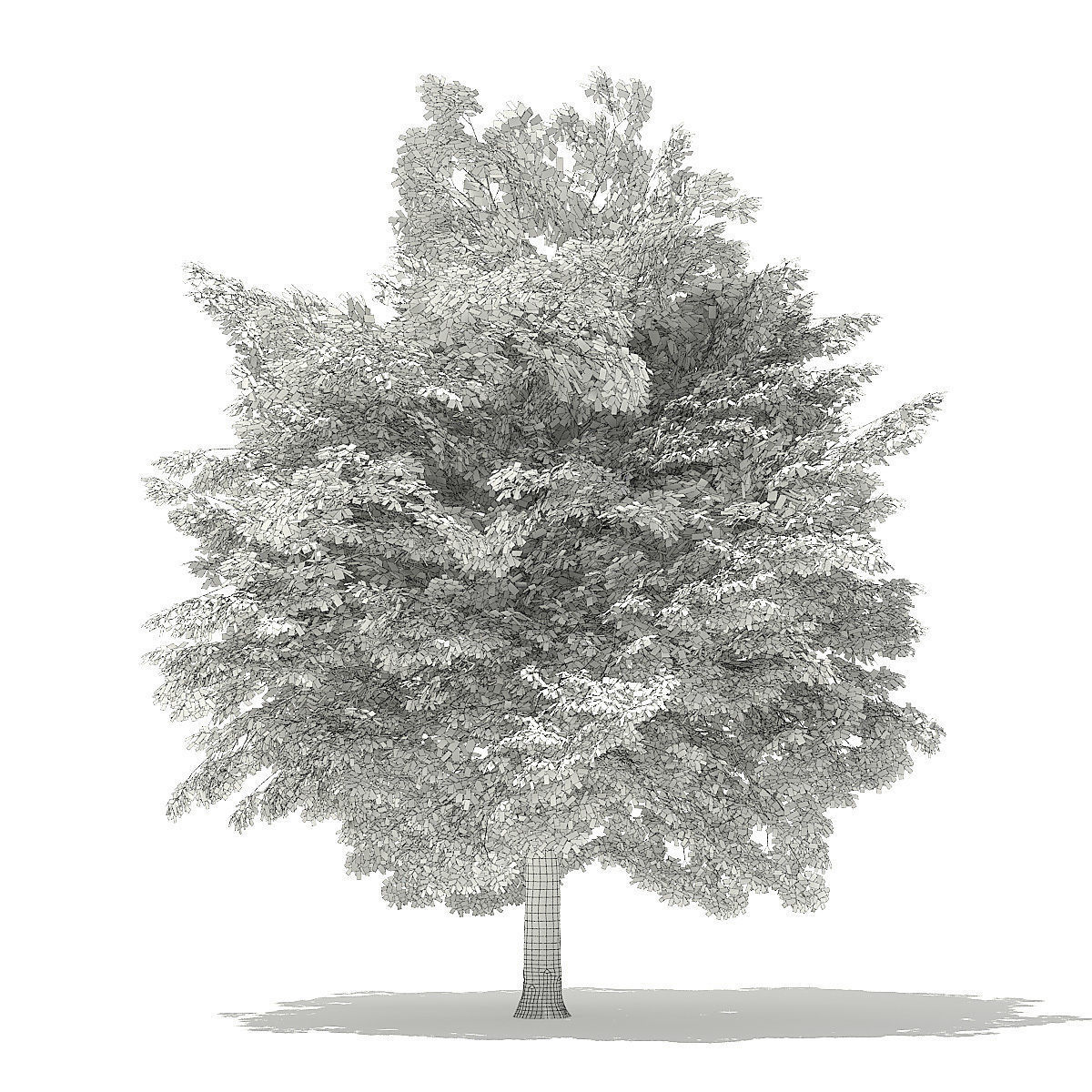 Tulip Tree 3D Model 7m 3D model_3