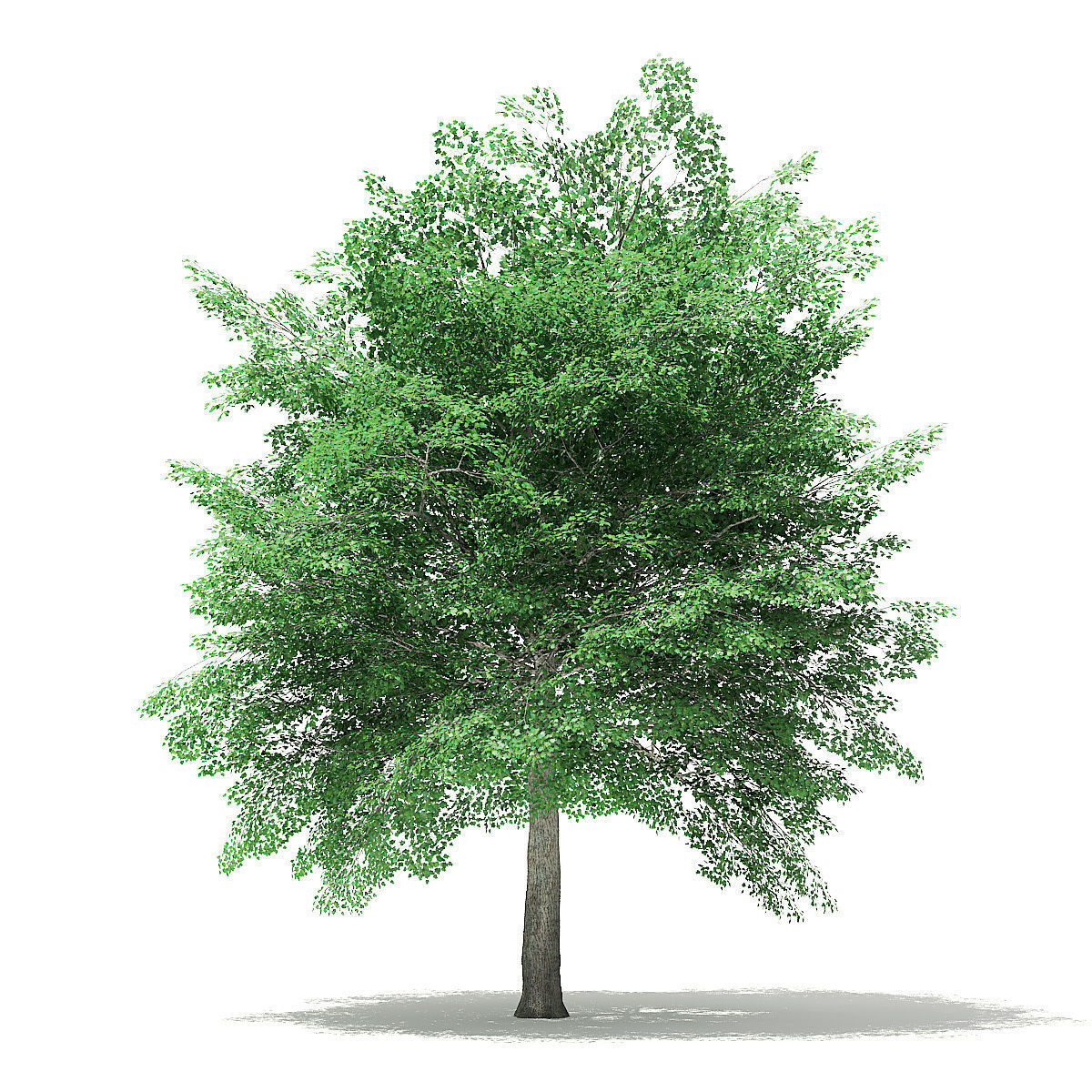 Tulip Tree 3D Model 7m 3D model_4
