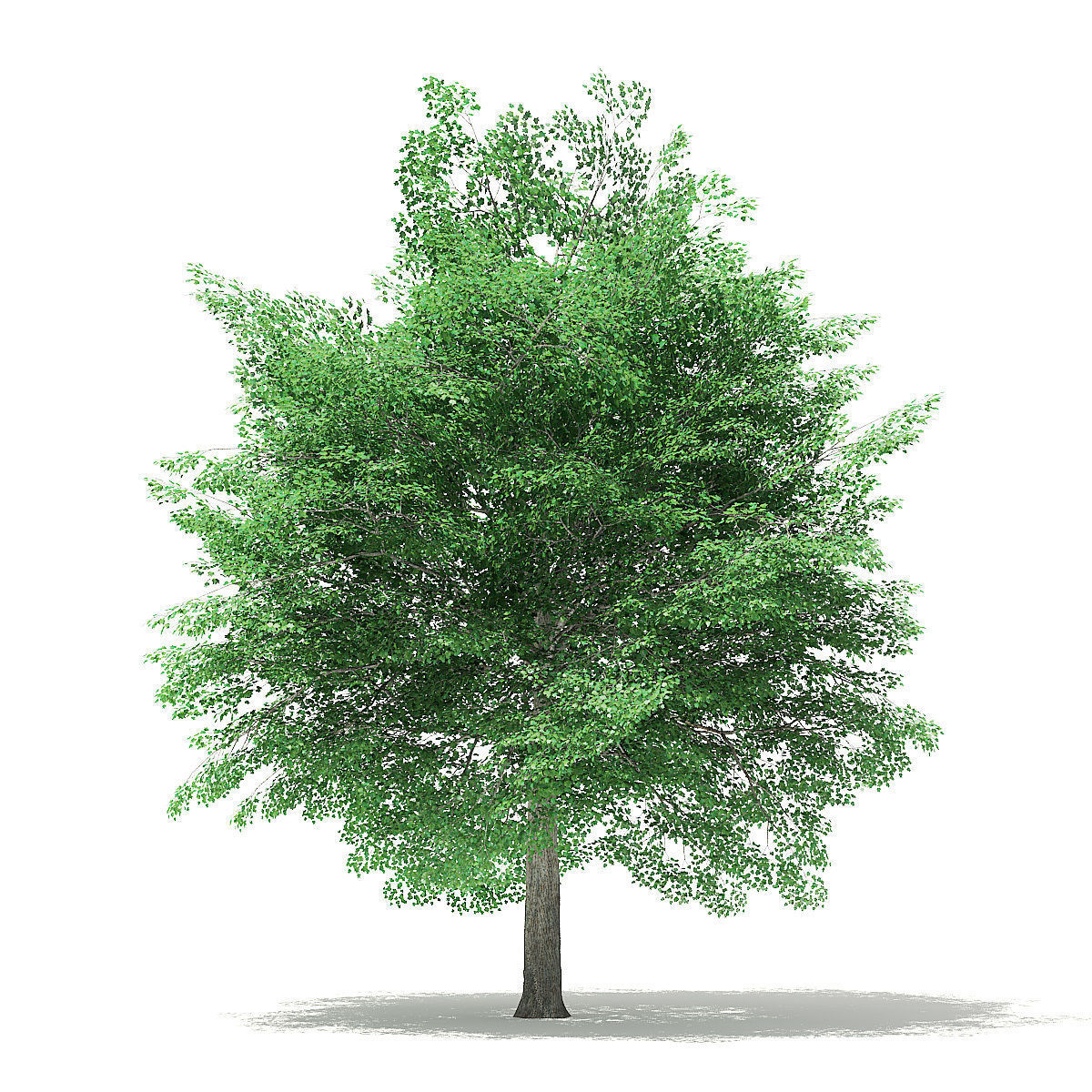Tulip Tree 3D Model 7m 3D model_2