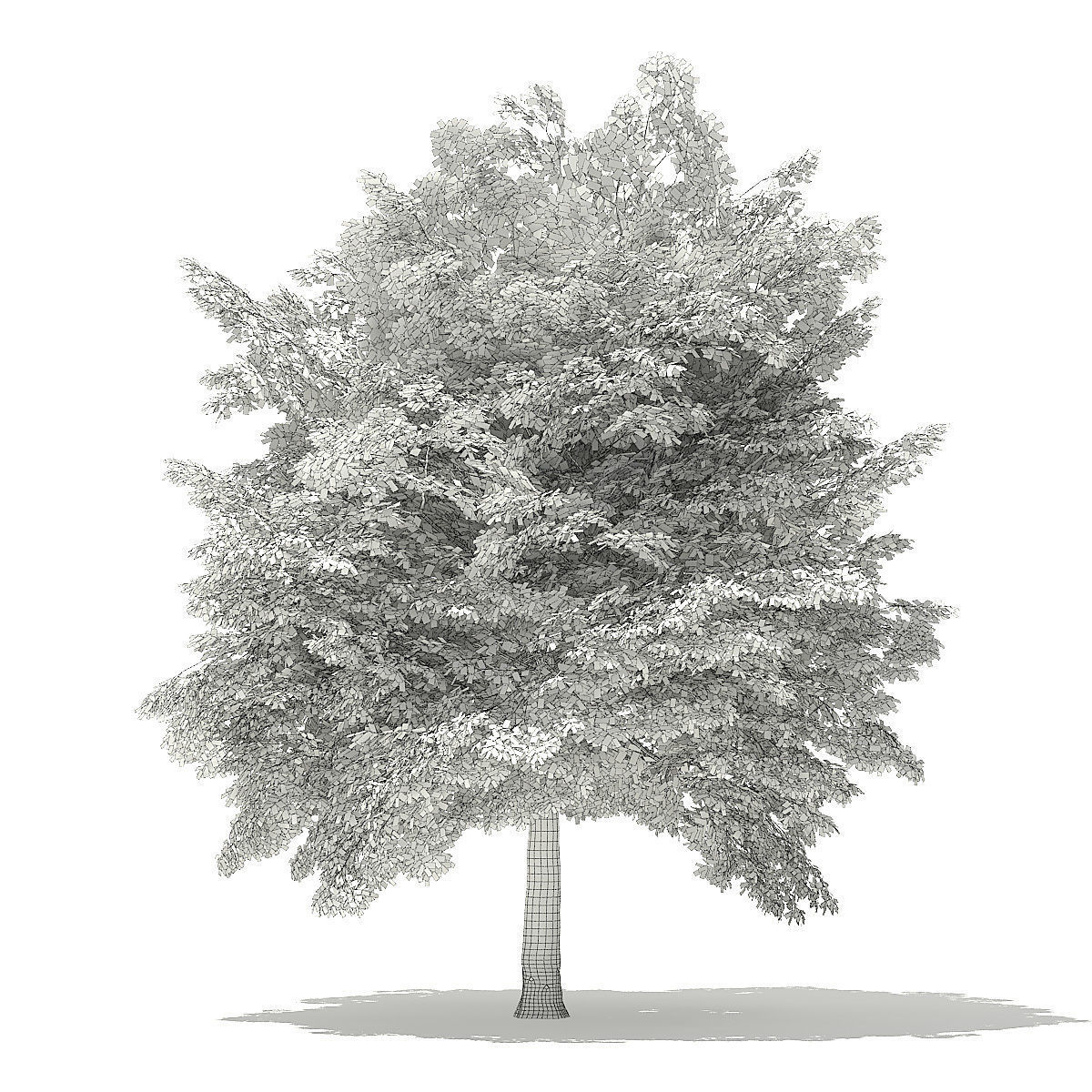 Tulip Tree 3D Model 7m 3D model_5