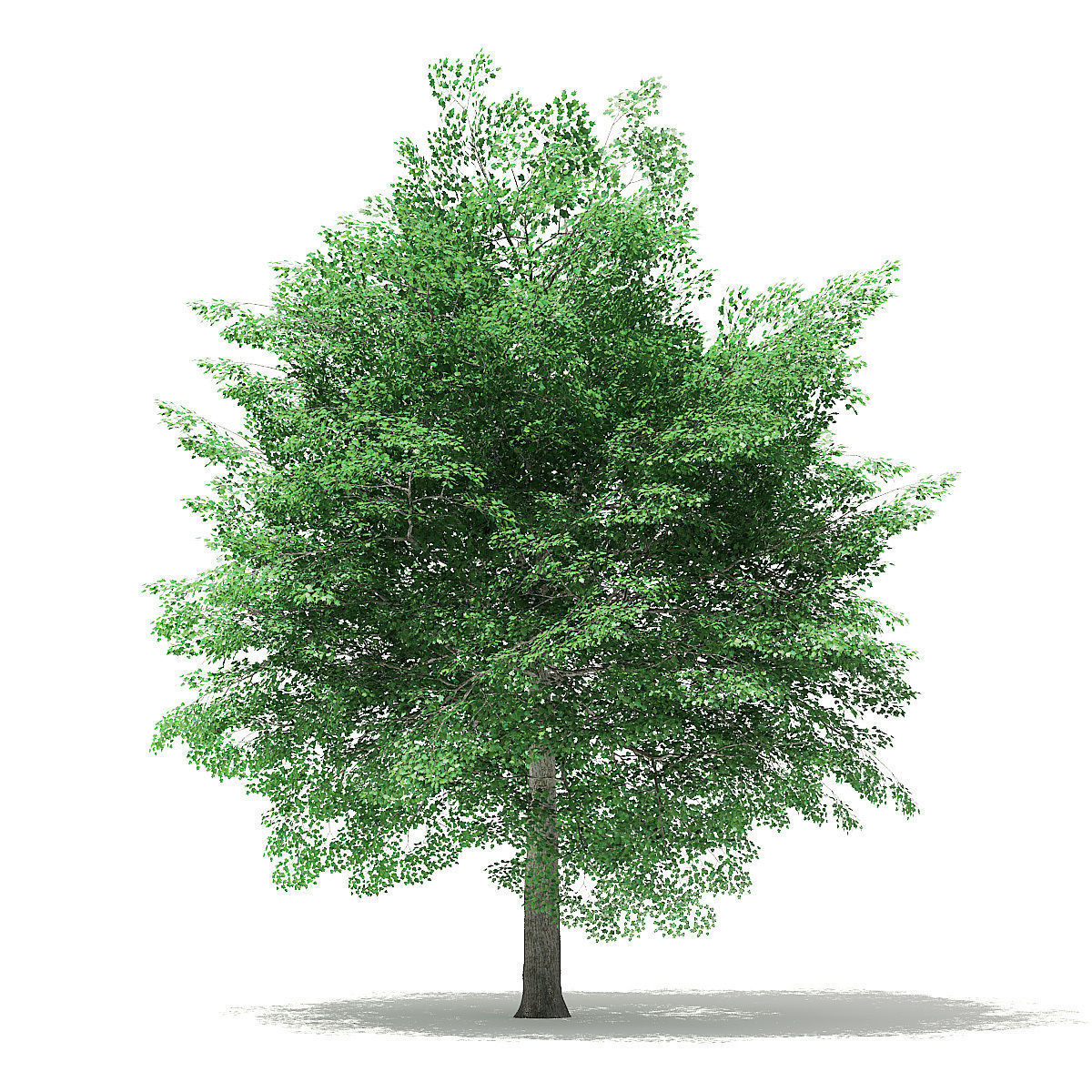 Tulip Tree 3D Model 7m 3D model_6