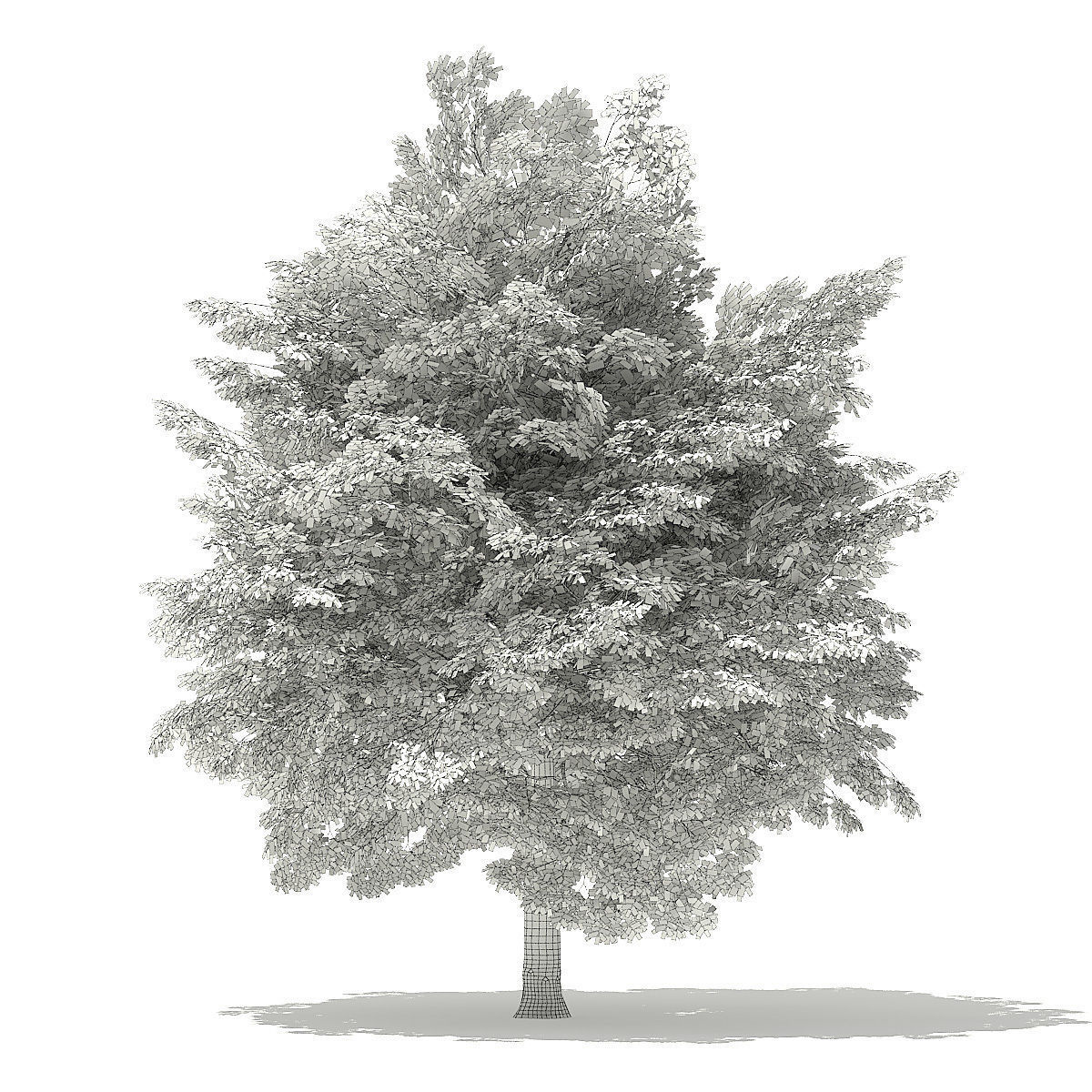 Tulip Tree 3D Model 7m 3D model_7