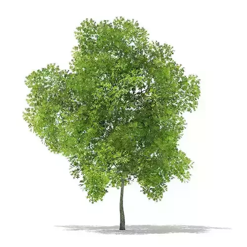 Pin Oak 3D Model 8m