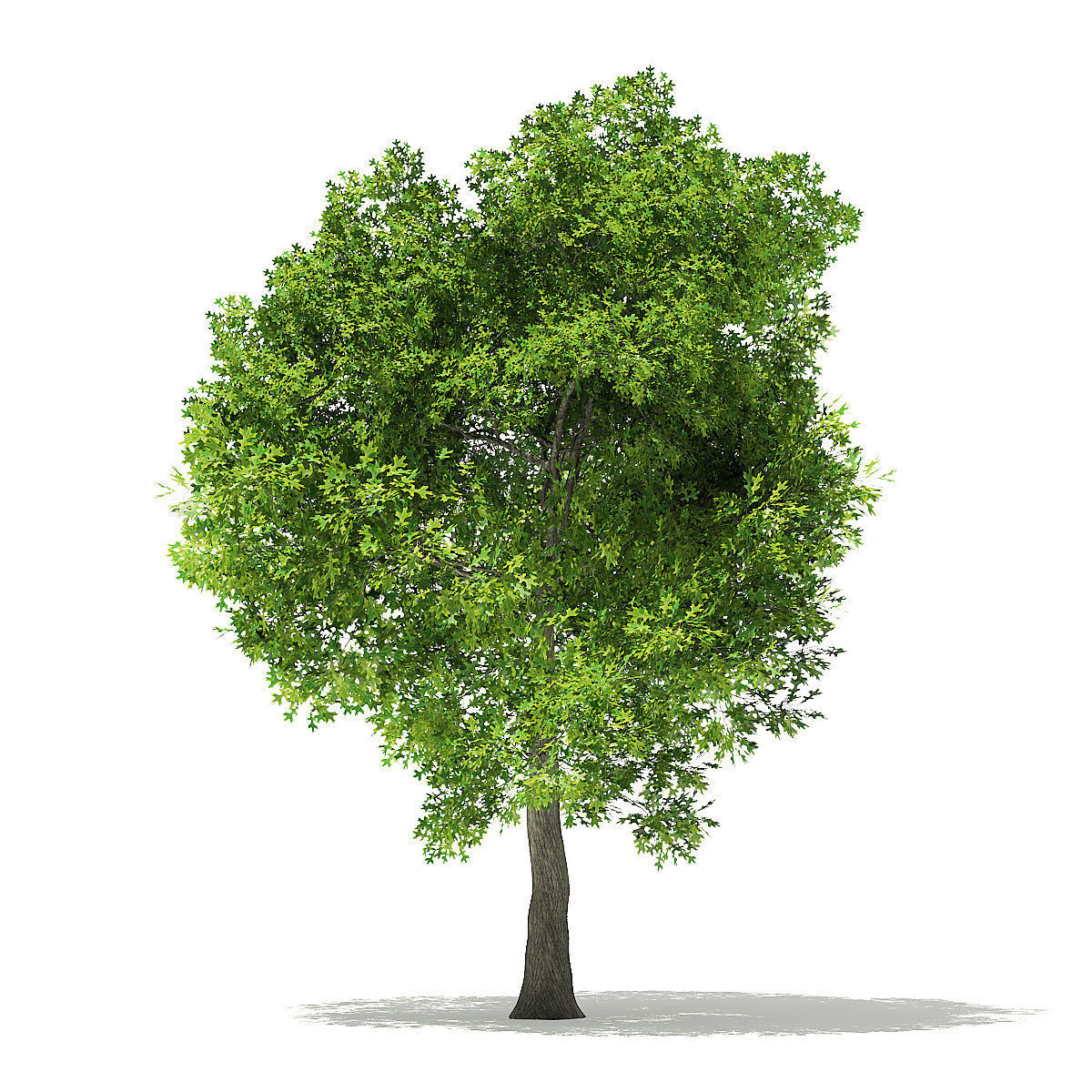 Pin Oak 3D Model 7m 3D model_6