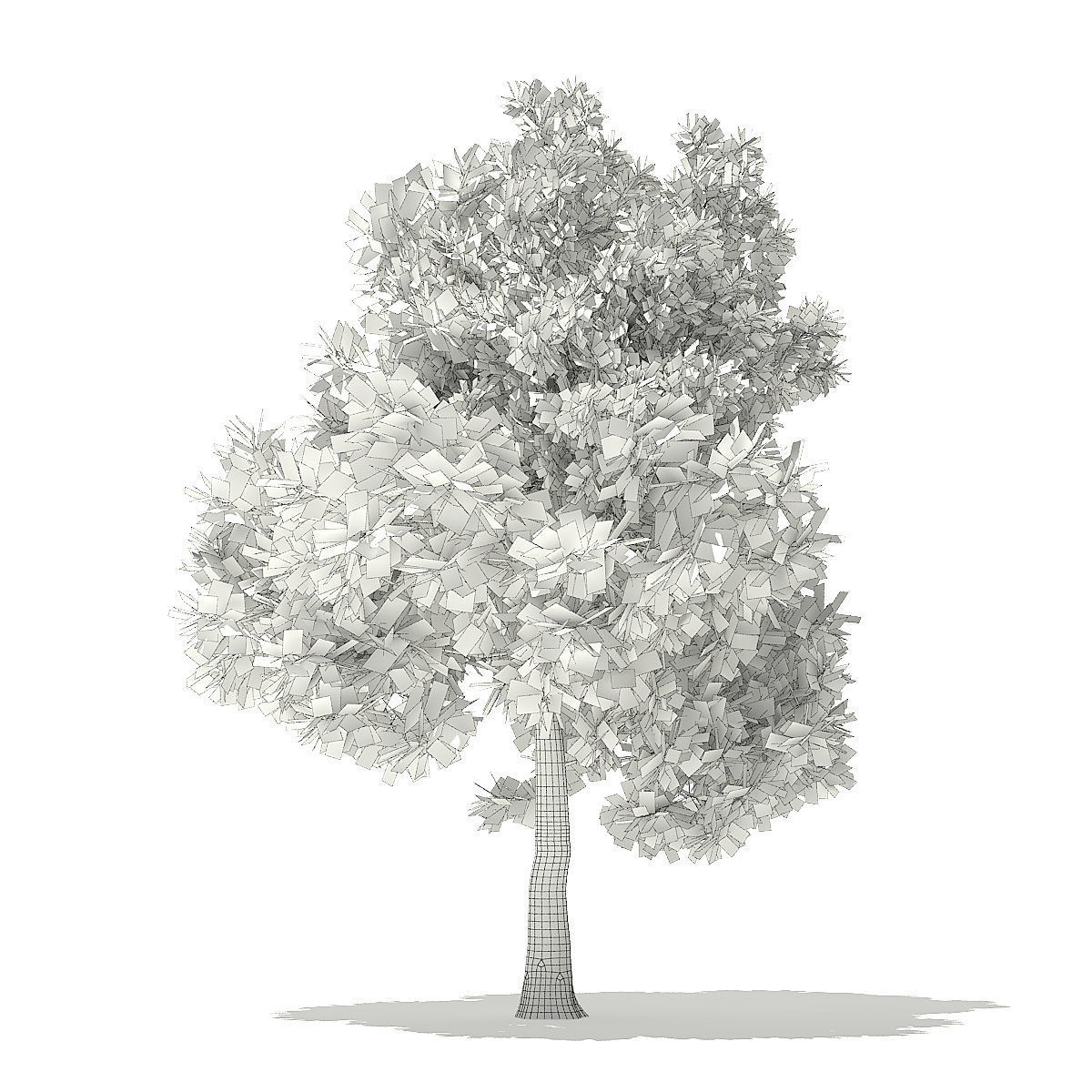 Pin Oak 3D Model 7m 3D model_5