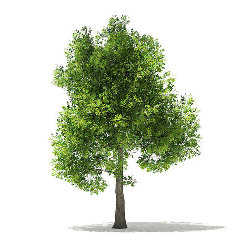 Pin Oak 3D Model 7m 3D model