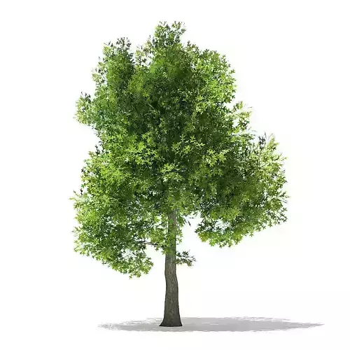 Pin Oak 3D Model 7m 3D model