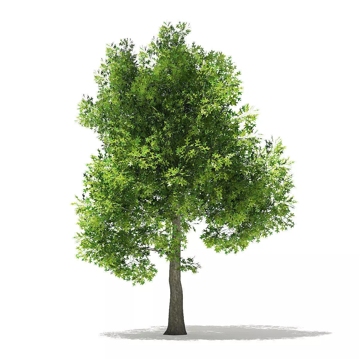 Pin Oak 3D Model 7m 3D model_0