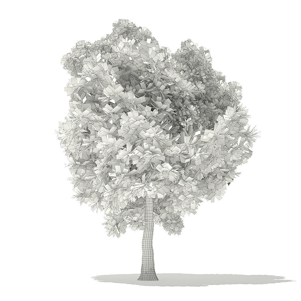 Pin Oak 3D Model 7m 3D model_3