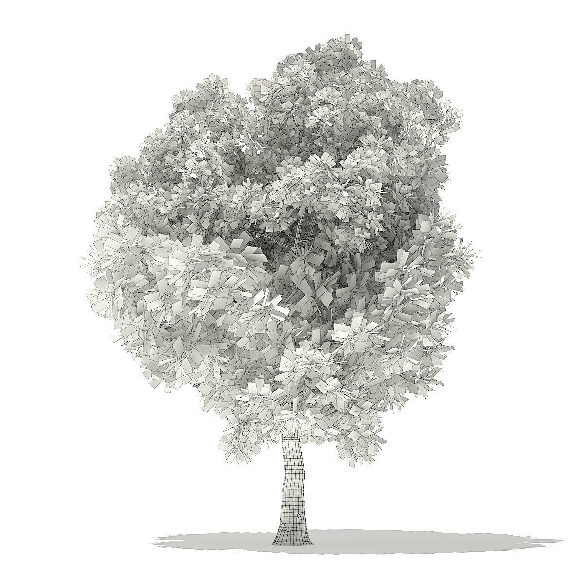 Pin Oak 3D Model 7m 3D model_7
