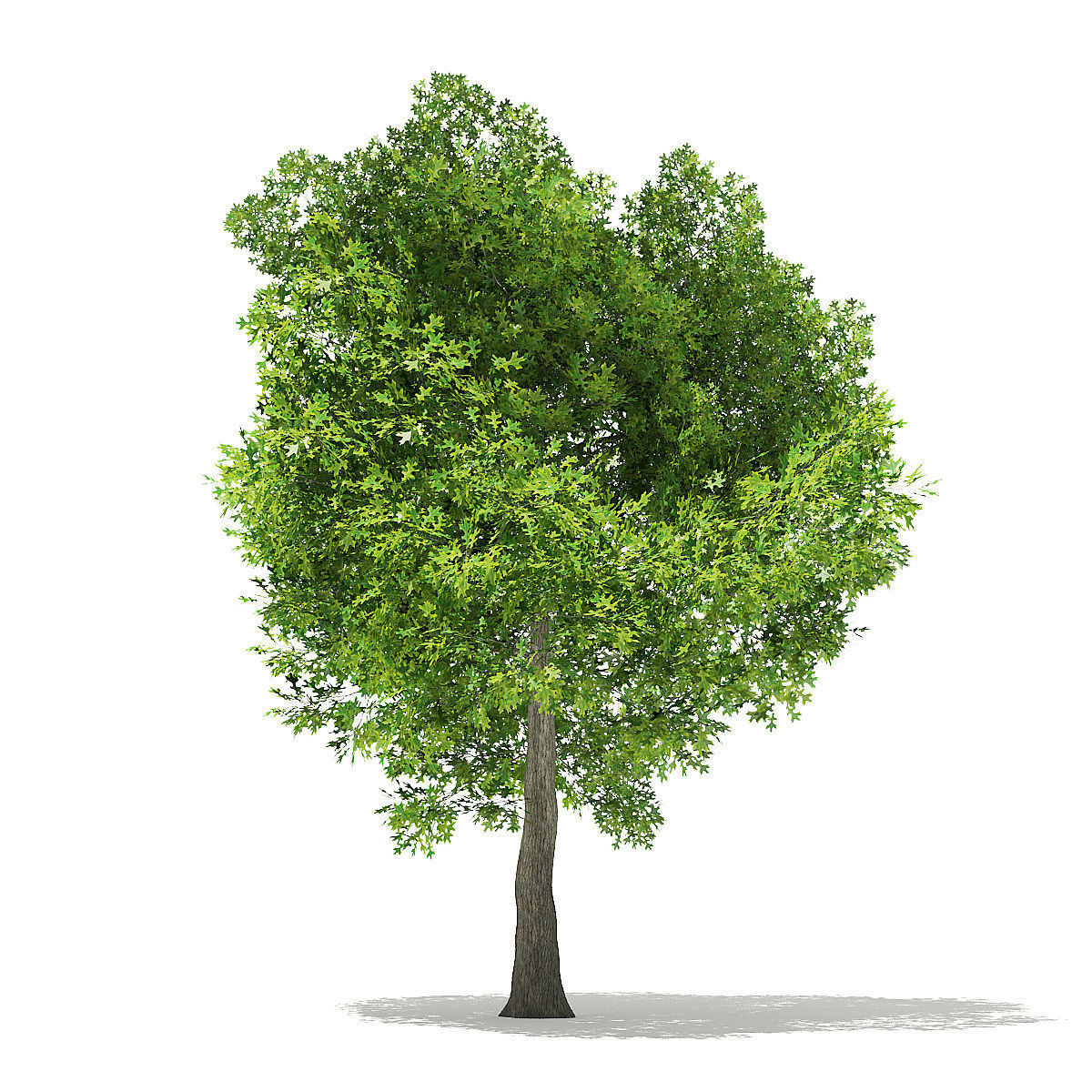Pin Oak 3D Model 7m 3D model_2