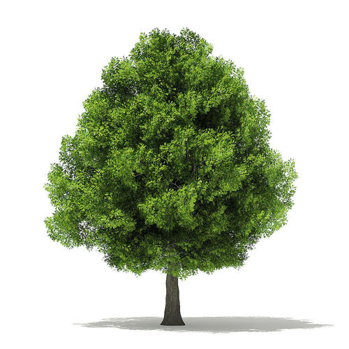 Pin Oak 3D Model 14m 3D model