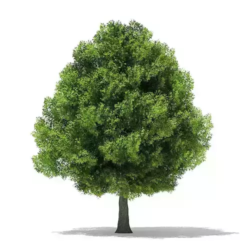 Pin Oak 3D Model 14m