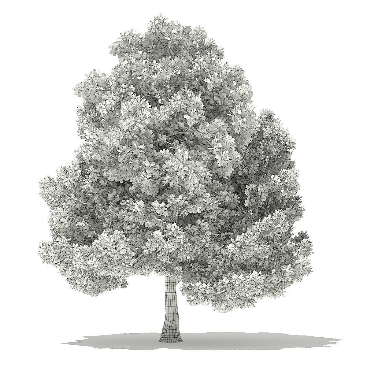 Pin Oak 3D Model 9m 3D model_7