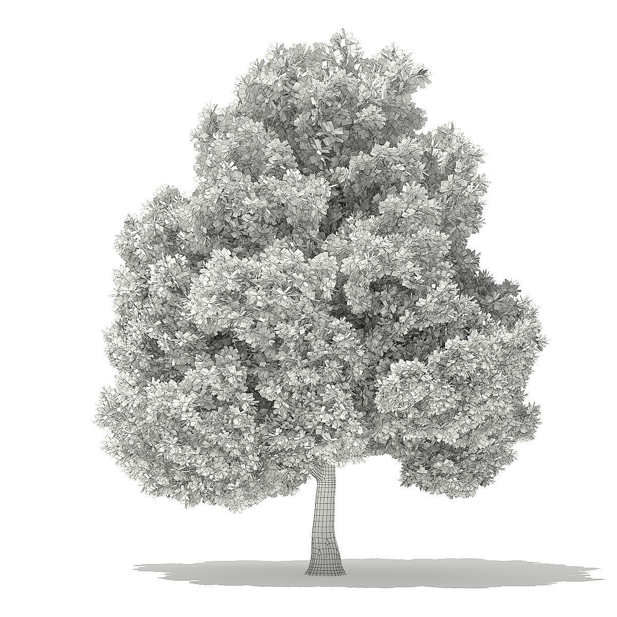 Pin Oak 3D Model 9m 3D model_3
