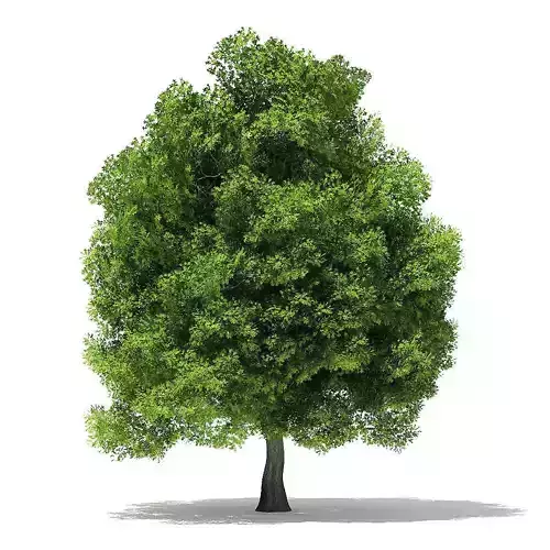 Pin Oak 3D Model 9m