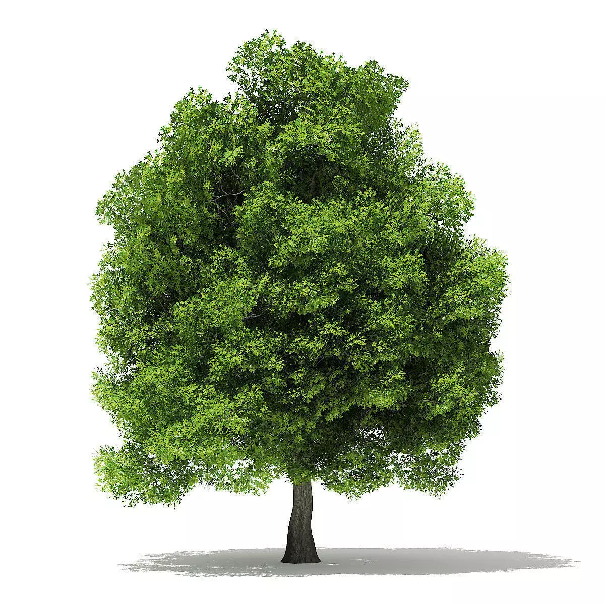 Pin Oak 3D Model 9m 3D model_0