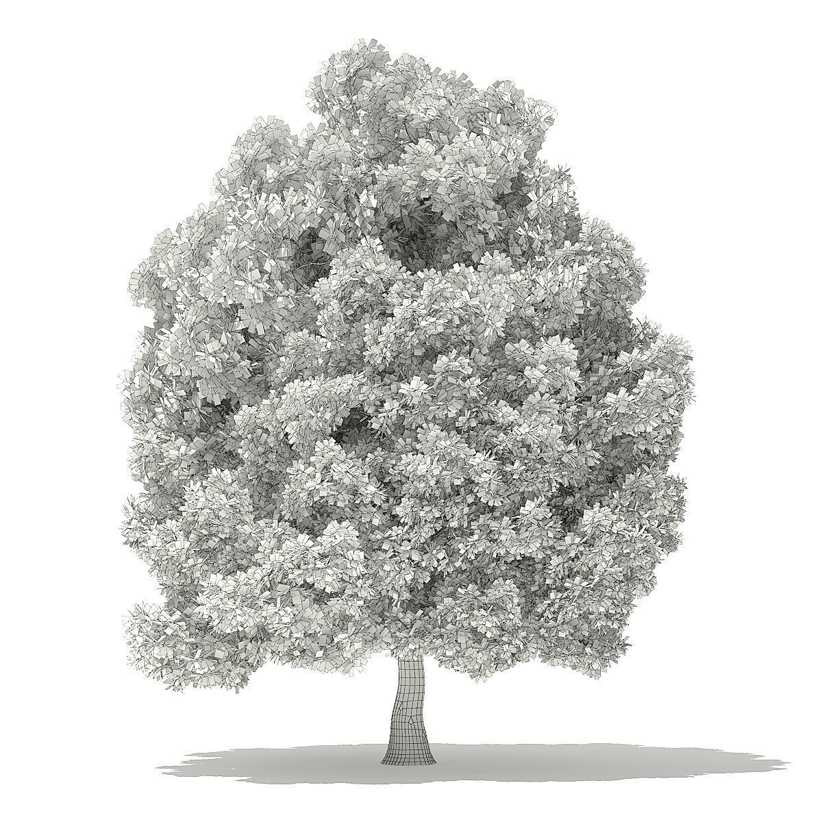 Pin Oak 3D Model 9m 3D model_1