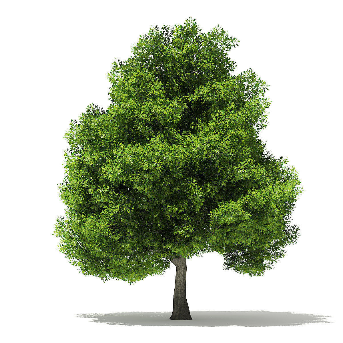 Pin Oak 3D Model 9m 3D model_2