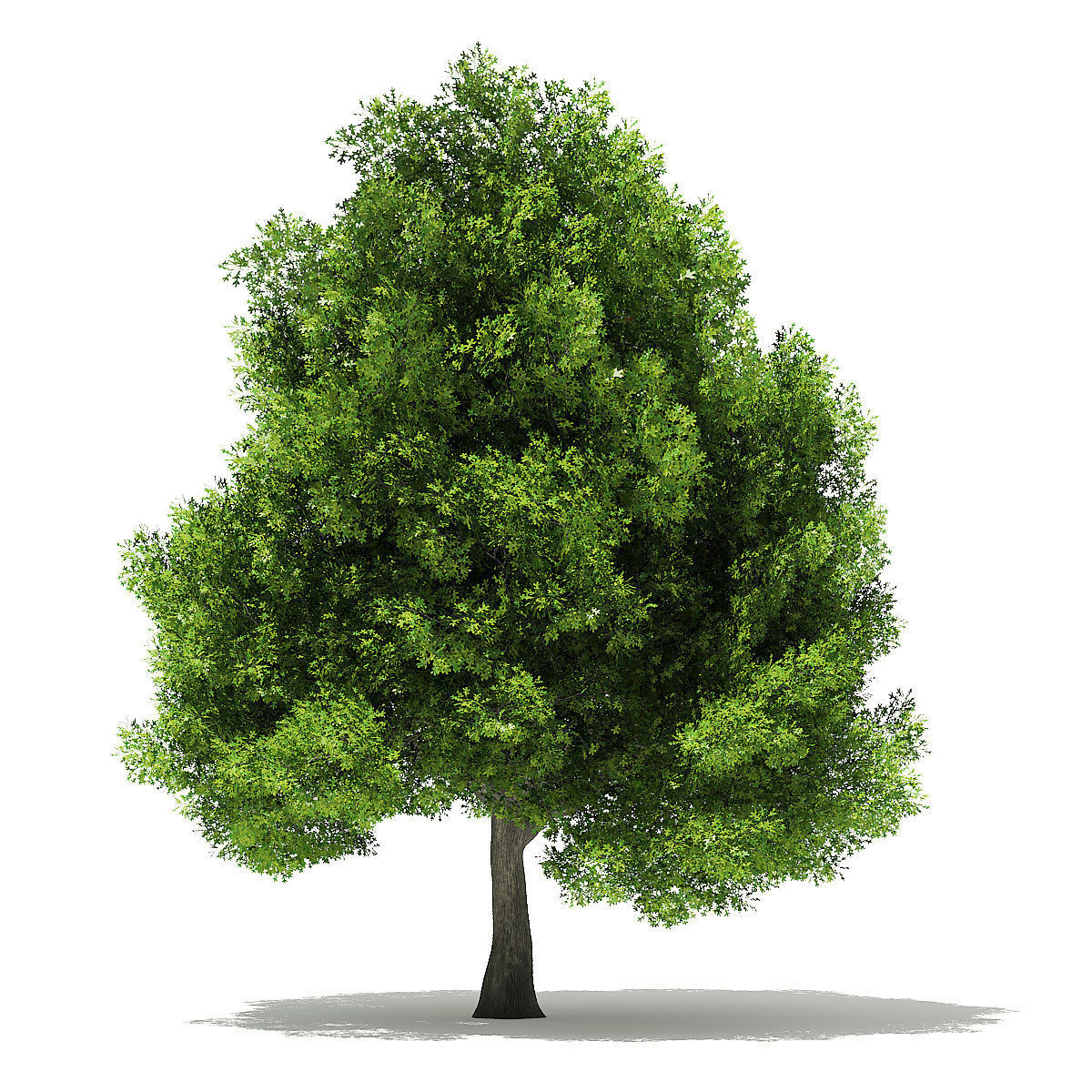 Pin Oak 3D Model 9m 3D model_6