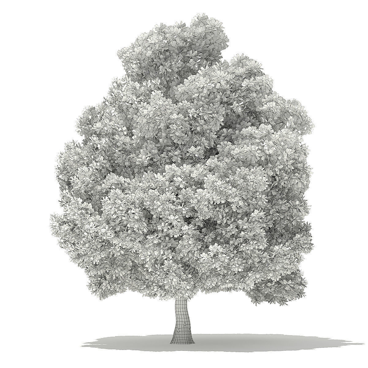 Pin Oak 3D Model 9m 3D model_5