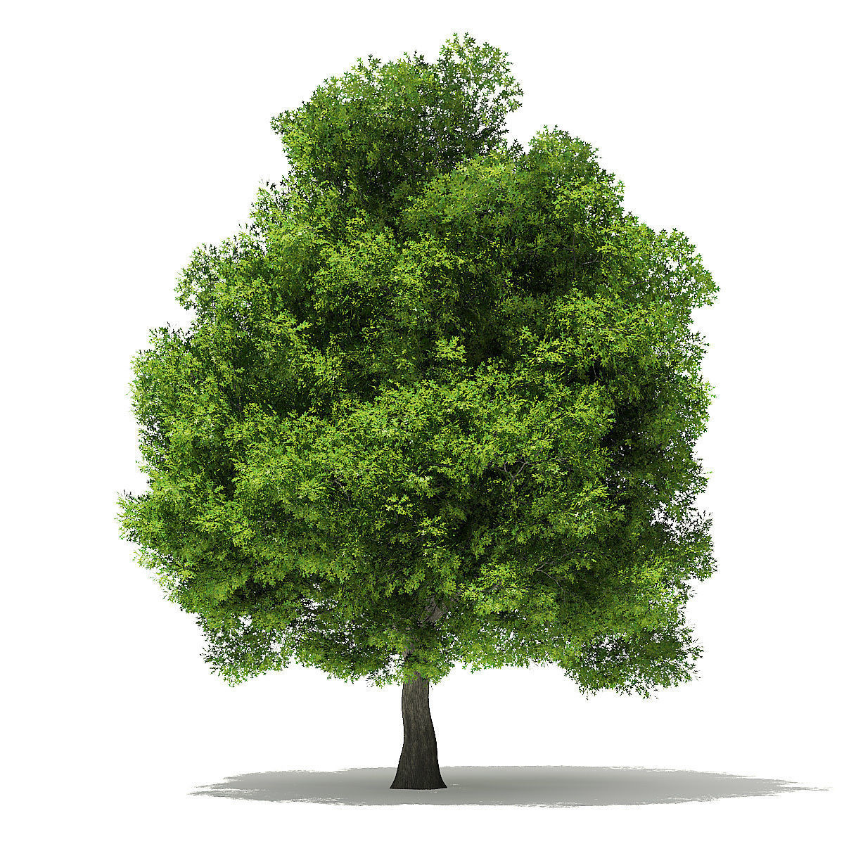 Pin Oak 3D Model 9m 3D model_4