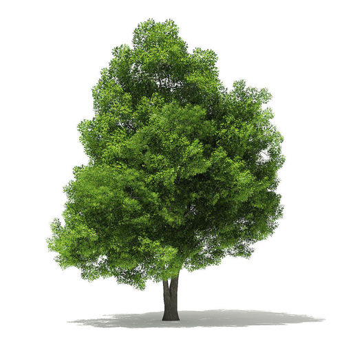 Pin Oak 3D Model 19m 3D model