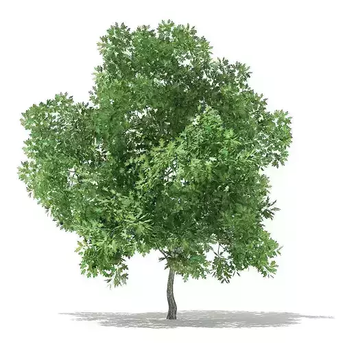 Champion Oak 3D Model 6m 3D model