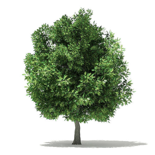 Champion Oak 3D Model 6m 3D model