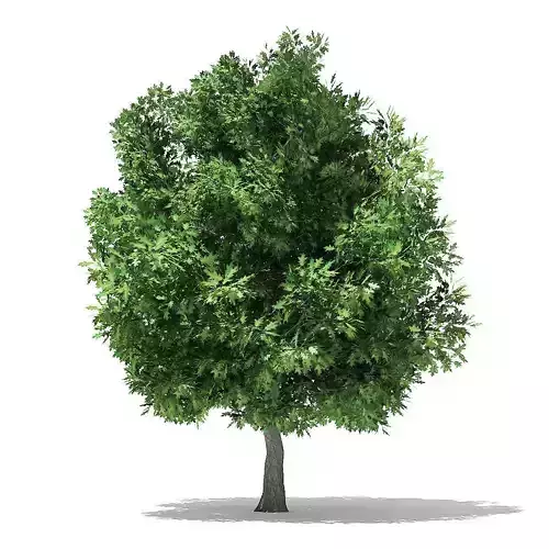 Champion Oak 3D Model 6m 3D model