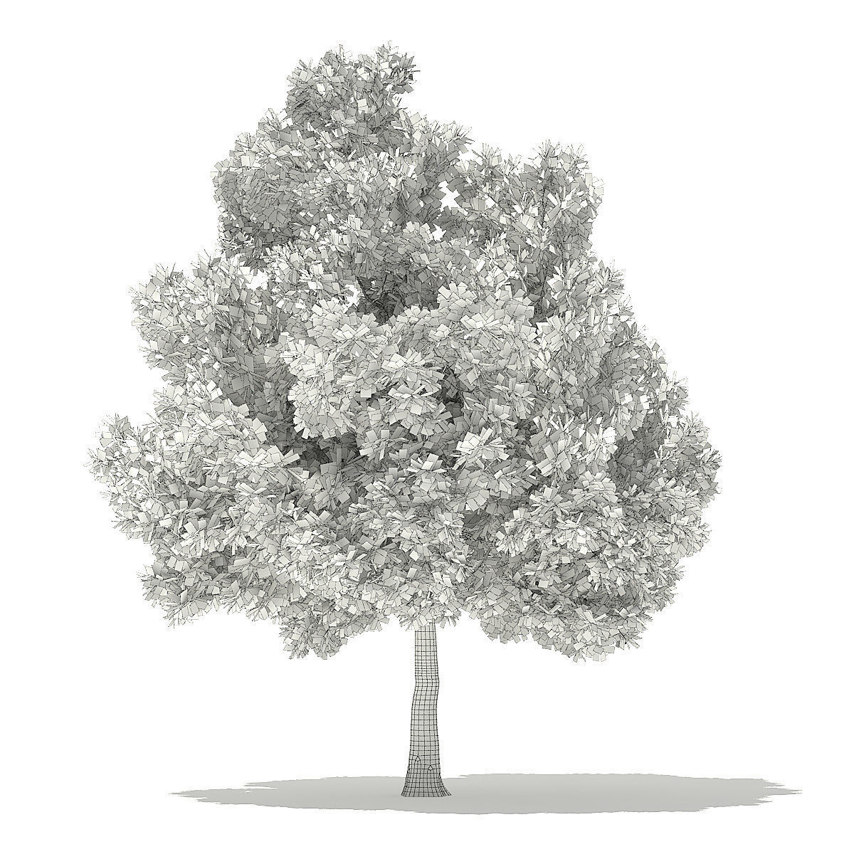 Champion Oak 3D Model 10m 3D model_3