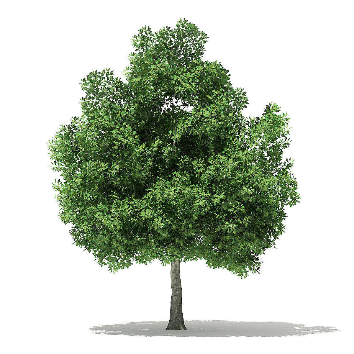 Champion Oak 3D Model 10m 3D model_4