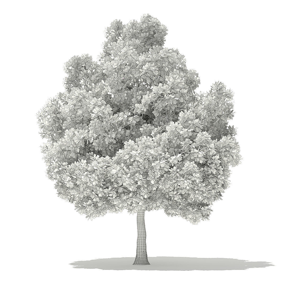 Champion Oak 3D Model 10m 3D model_5