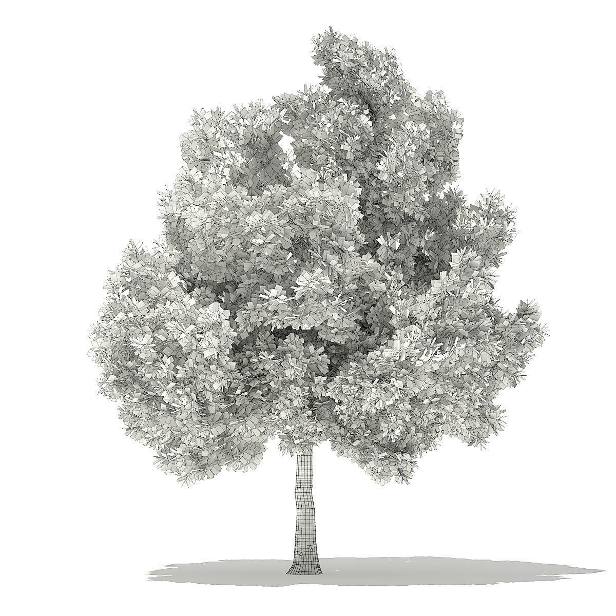 Champion Oak 3D Model 10m 3D model_7