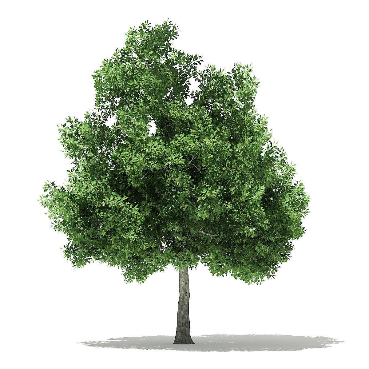 Champion Oak 3D Model 10m 3D model_2