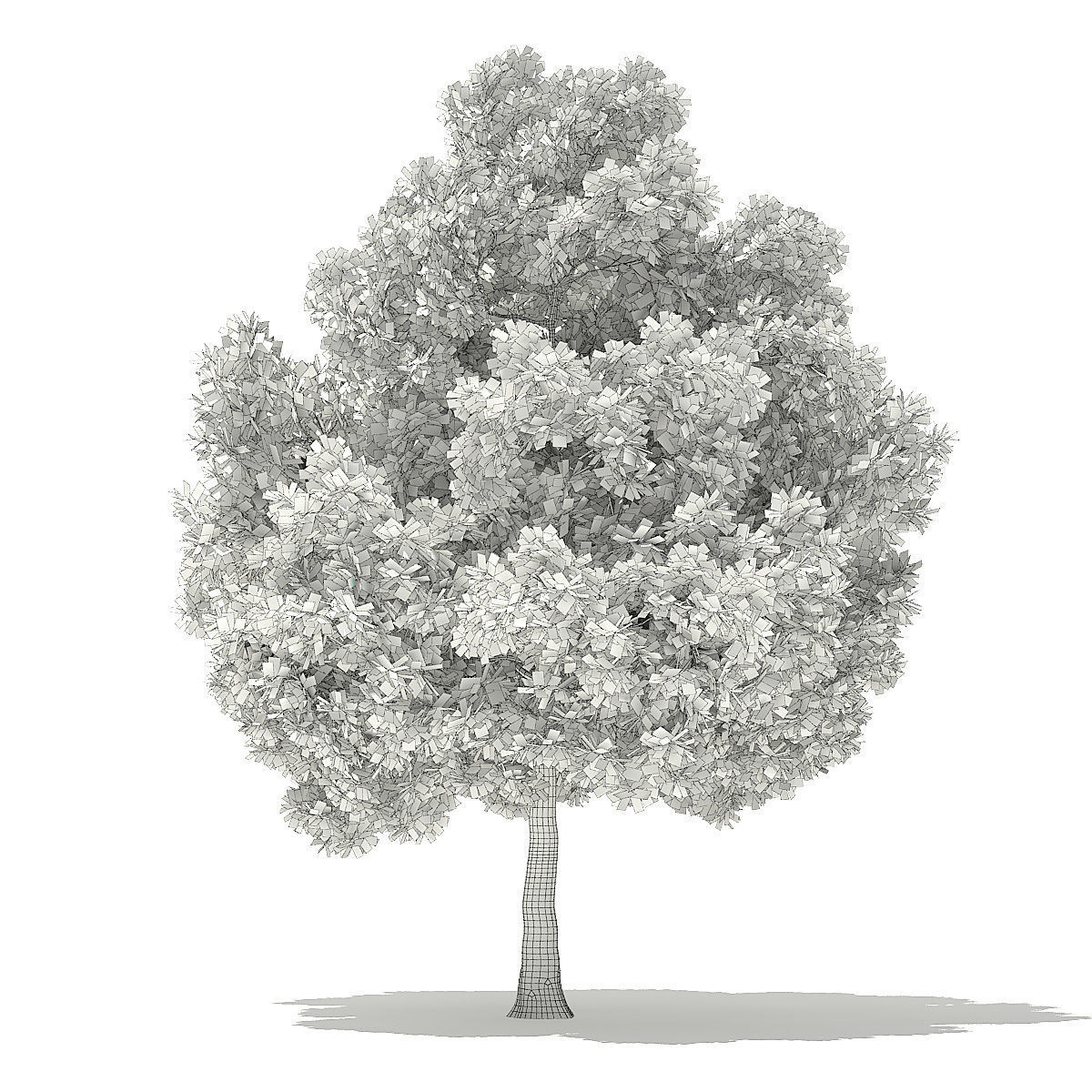 Champion Oak 3D Model 10m 3D model_1
