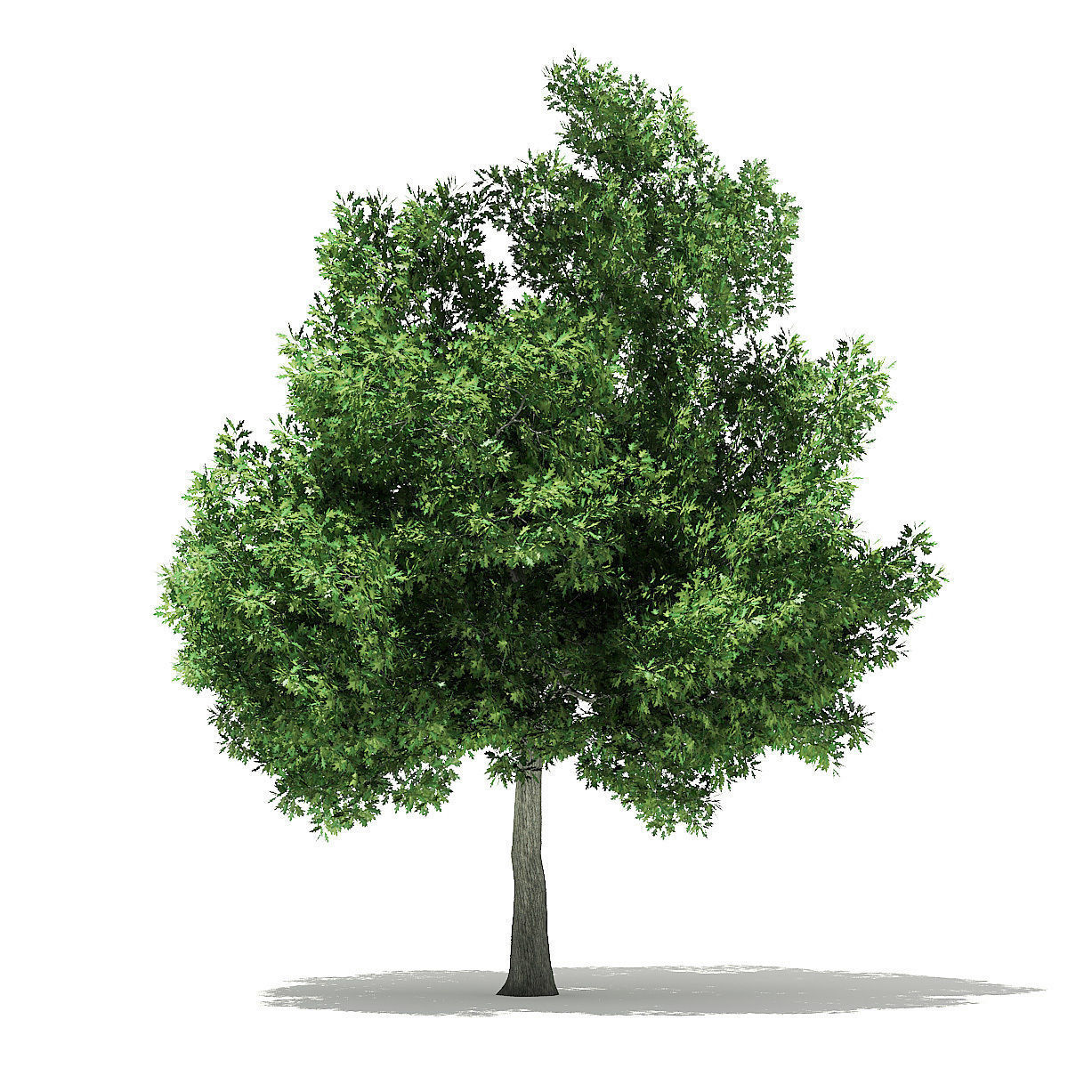 Champion Oak 3D Model 10m 3D model_6