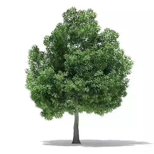 Champion Oak 3D Model 10m