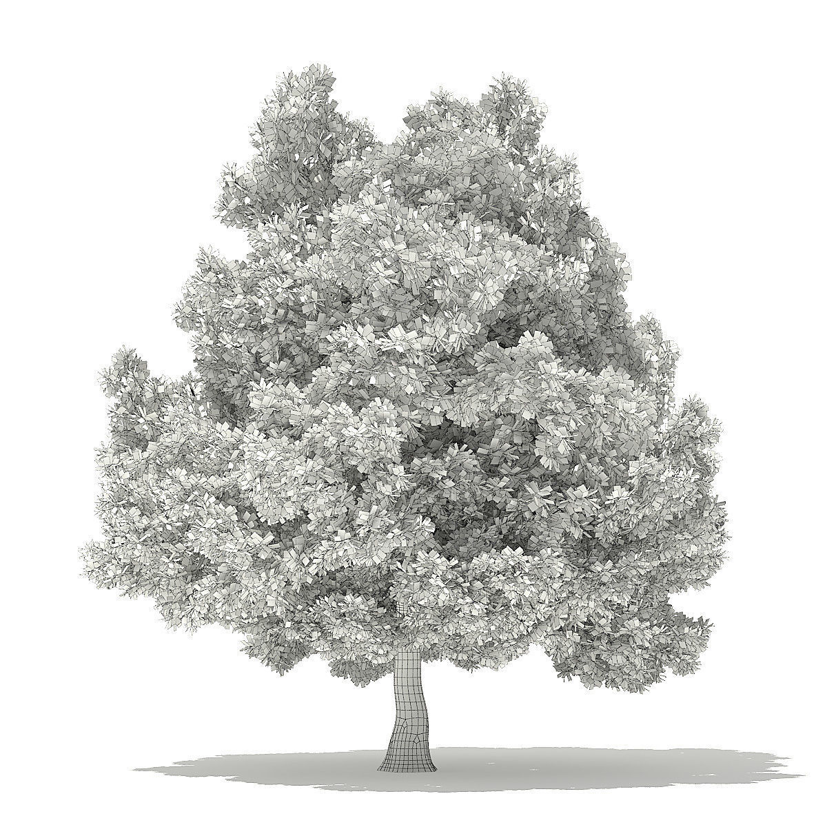 Champion Oak 3D Model 19m 3D model_3