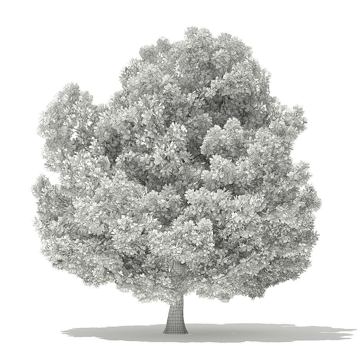 Champion Oak 3D Model 19m 3D model_5