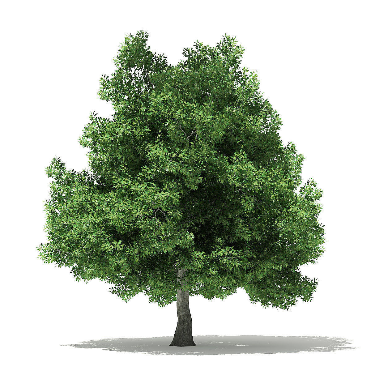 Champion Oak 3D Model 19m 3D model_2