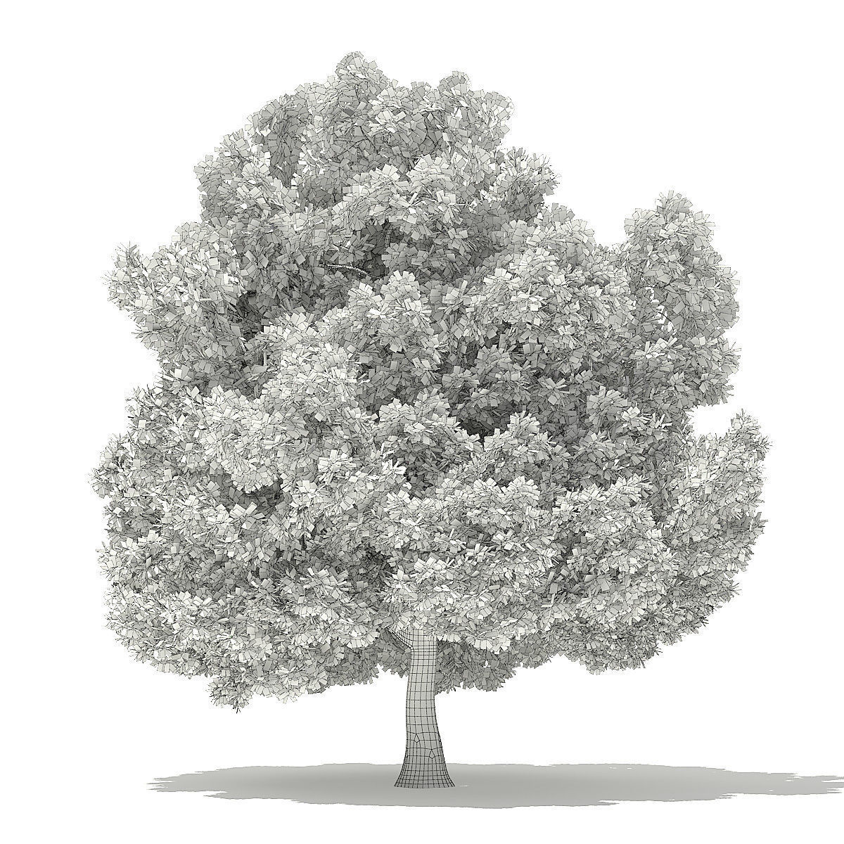 Champion Oak 3D Model 19m 3D model_1