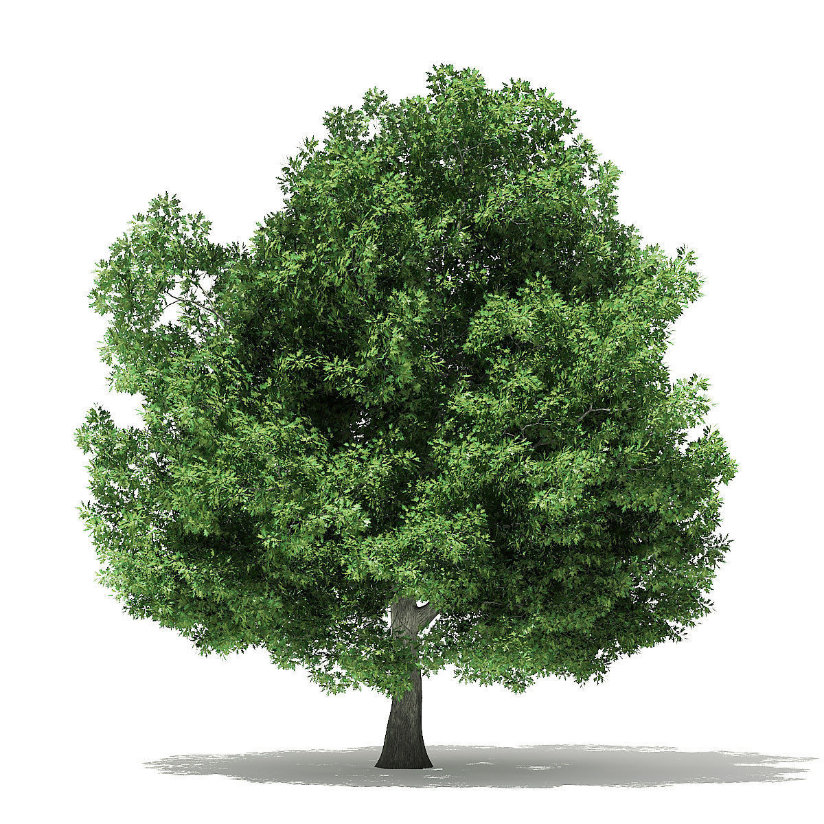 Champion Oak 3D Model 19m 3D model_4