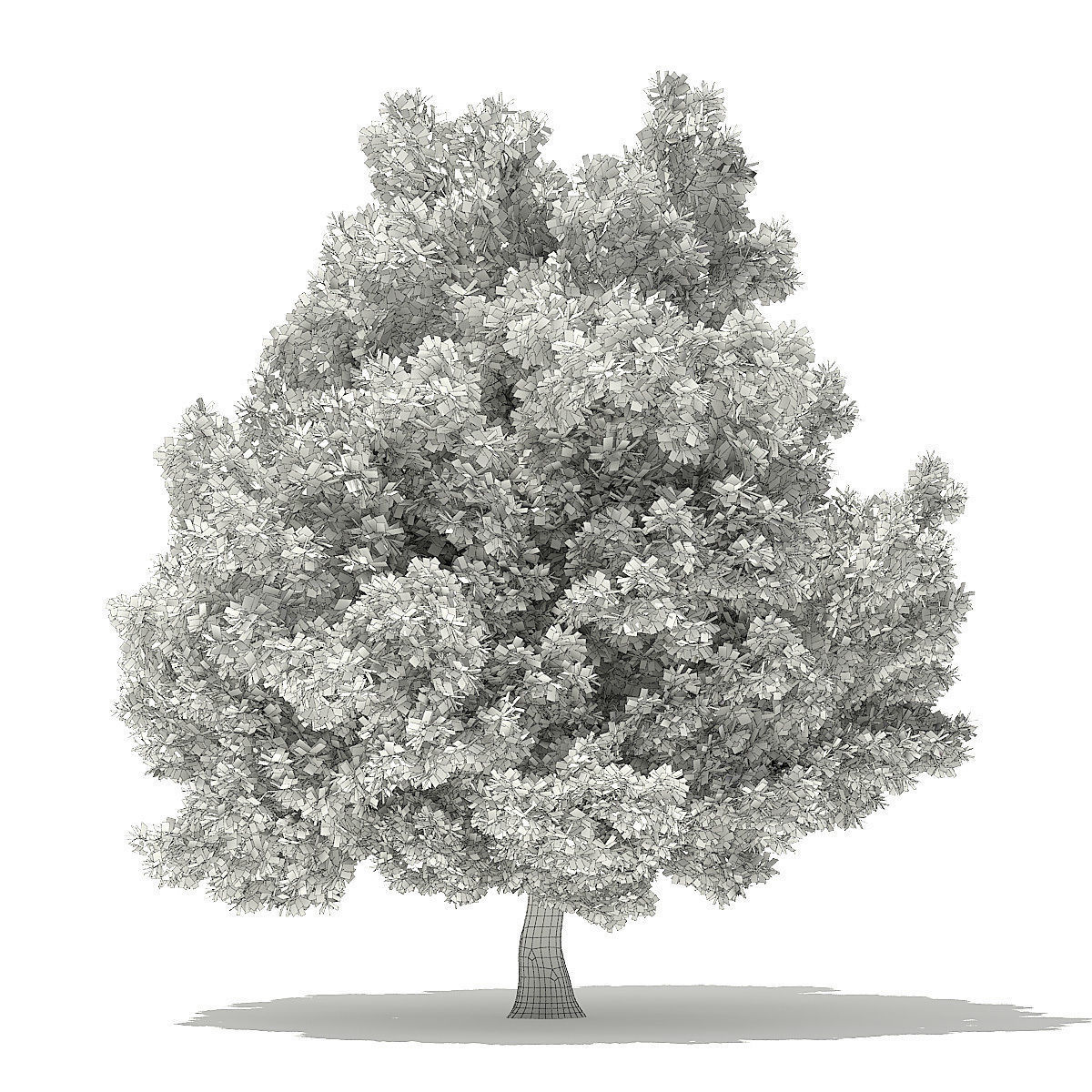 Champion Oak 3D Model 19m 3D model_7