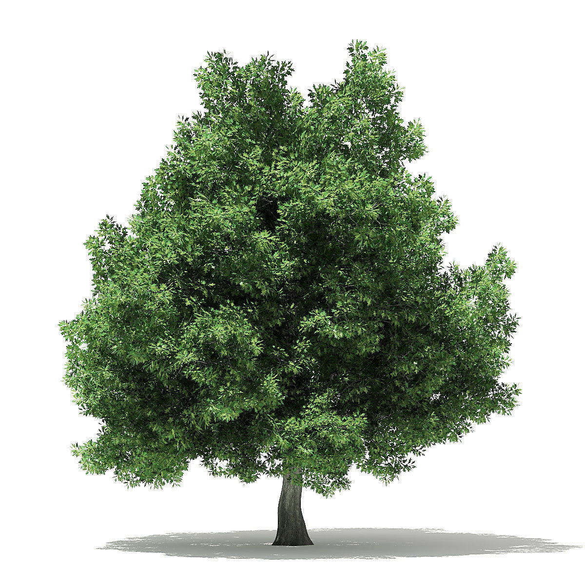 Champion Oak 3D Model 19m 3D model_6