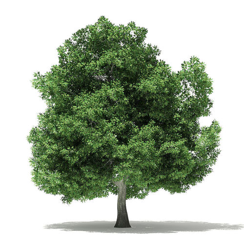 Champion Oak 3D Model 19m 3D model