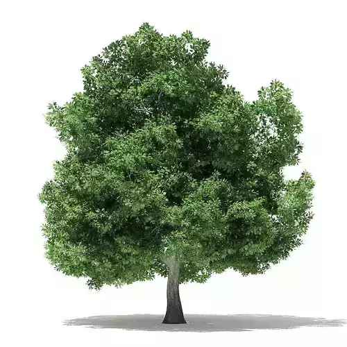 Champion Oak 3D Model 19m 3D model