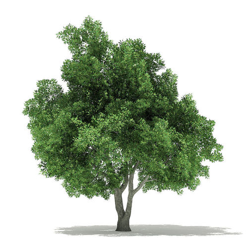 Champion Oak 3D Model 10m 3D model